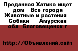 Преданная Хатико ищет дом - Все города Животные и растения » Собаки   . Амурская обл.,Благовещенск г.